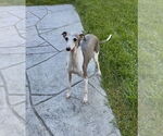 Small #10 Italian Greyhound Mix