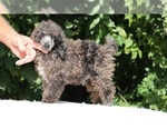 Small #9 Poodle (Miniature)