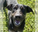 Small Labrador Retriever Mix