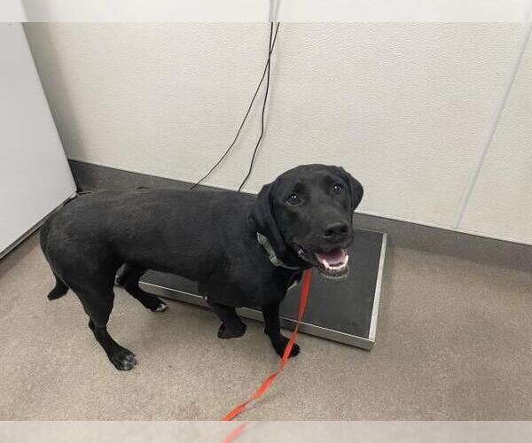 Medium Photo #1 Labrador Retriever Puppy For Sale in HESPERIA, CA, USA