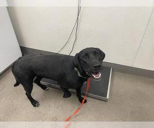 Labrador Retriever Dogs for adoption in HESPERIA, CA, USA