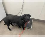 Small Labrador Retriever