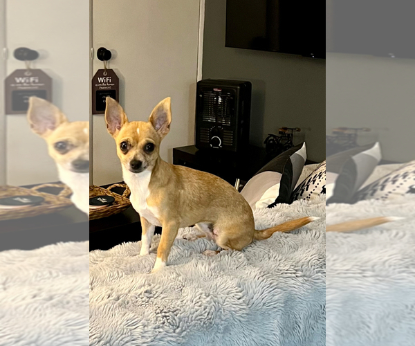 Medium Photo #1 Chihuahua Puppy For Sale in PHILADELPHIA, PA, USA