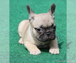 Small #5 French Bulldog