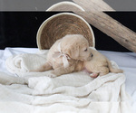 Small Photo #10 Labradoodle Puppy For Sale in NAPPANEE, IN, USA