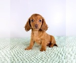 Small #2 Dachshund