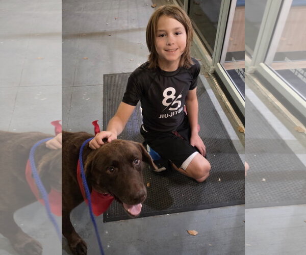 Medium Photo #7 Labrador Retriever-Unknown Mix Puppy For Sale in Houston, TX, USA