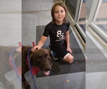 Small #6 Labrador Retriever Mix