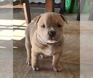 American Bully Puppy for Sale in RICHMOND, Virginia USA