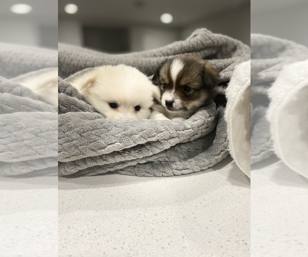 Medium Photo #1 Cardigan Welsh Corgi-Pomeranian Mix Puppy For Sale in ALBUQUERQUE, NM, USA