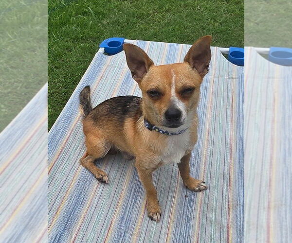 Medium Photo #2 Chihuahua-Unknown Mix Puppy For Sale in OKLAHOMA CITY, OK, USA