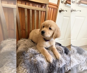 Golden Retriever Puppy for Sale in PUYALLUP, Washington USA