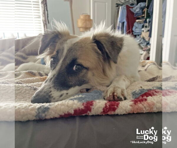 Medium Photo #8 Border Collie-English Springer Spaniel Mix Puppy For Sale in Washington, DC, USA