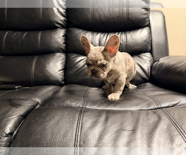 Medium Photo #3 French Bulldog Puppy For Sale in MIDLOTHIAN, IL, USA