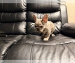 Small #2 French Bulldog