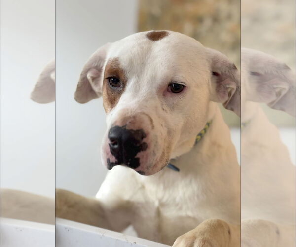 Medium Photo #22 Mutt Puppy For Sale in Germantown, OH, USA