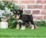Small #9 Schnauzer (Miniature)