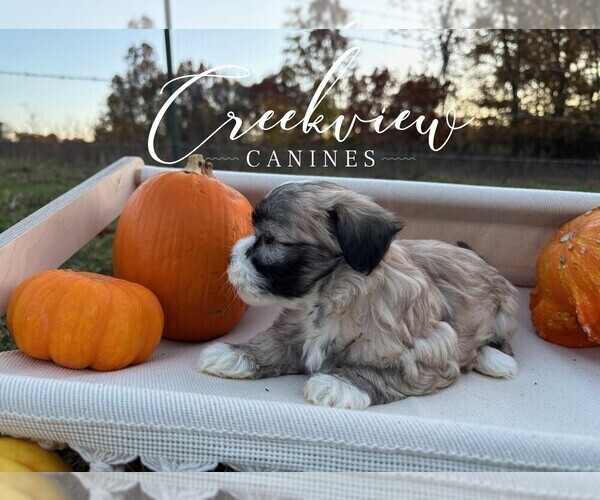 Medium Photo #2 Havanese Puppy For Sale in NIANGUA, MO, USA