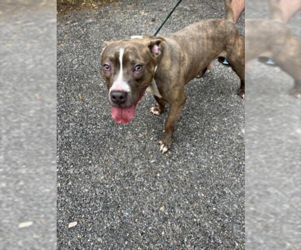Medium Photo #1 American Pit Bull Terrier-Unknown Mix Puppy For Sale in Derwood, MD, USA