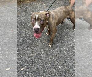 American Pit Bull Terrier-Unknown Mix Dogs for adoption in Derwood, MD, USA