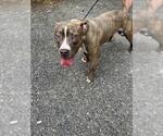 Small American Pit Bull Terrier Mix