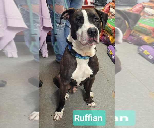 Medium Photo #2 Staffordshire Bull Terrier-Unknown Mix Puppy For Sale in Richmond, IN, USA