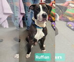Small #1 Staffordshire Bull Terrier Mix