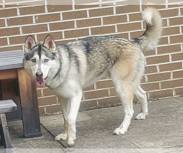 Medium Photo #2 Siberian Husky-Unknown Mix Puppy For Sale in Cookeville, TN, USA