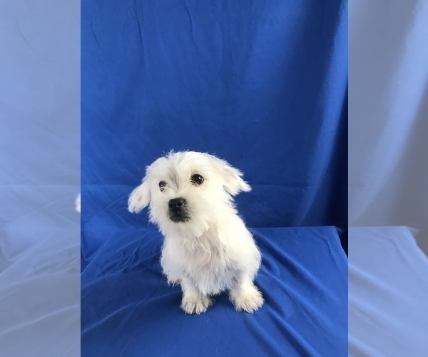 Medium Photo #2 Shih Tzu-Unknown Mix Puppy For Sale in TUCSON, AZ, USA
