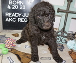 Small Photo #2 Poodle (Standard) Puppy For Sale in TRAVELERS REST, SC, USA