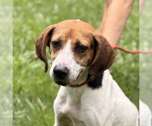 Beagle Dogs for adoption in Yardley, PA, USA