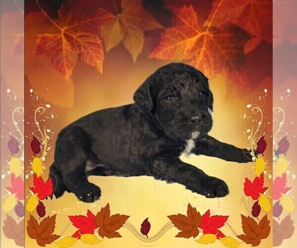 Medium Photo #1 Bernedoodle Puppy For Sale in BLACK FOREST, CO, USA