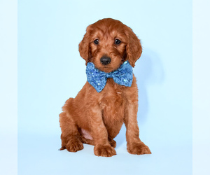 Goldendoodle Puppy for sale in ORANGE PARK, FL, USA