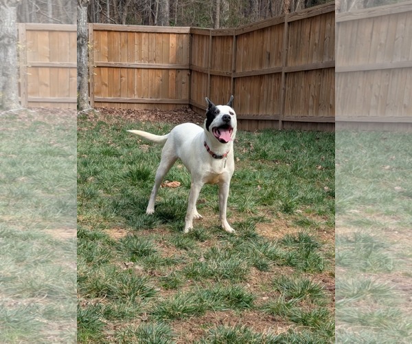 Medium Photo #11 Mutt Puppy For Sale in Holly Springs, NC, USA