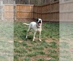 Small #10 Mutt