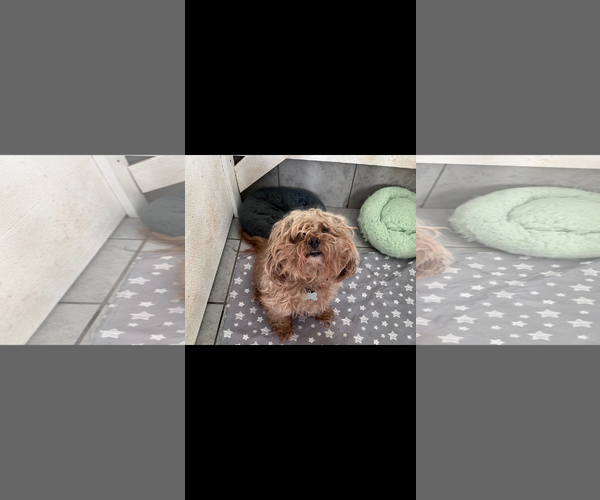 Medium Photo #7 Poodle (Miniature) Puppy For Sale in Pacolet, SC, USA