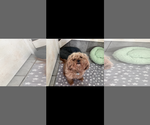 Small #6 Poodle (Miniature)