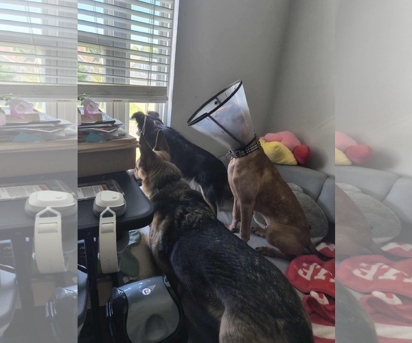 Medium Photo #11 American Staffordshire Terrier-Unknown Mix Puppy For Sale in Holly Springs, NC, USA