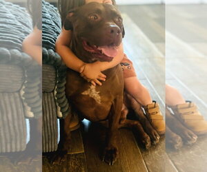 Bulldog-Staffordshire Bull Terrier Mix Dogs for adoption in Chandler, AZ, USA