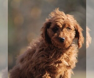 Cavapoo Puppy for sale in AUGUSTA, WV, USA