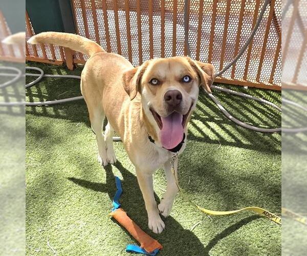 Medium Photo #2 Siberian Husky-Unknown Mix Puppy For Sale in Las Vegas, NV, USA