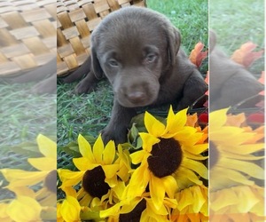 Labrador Retriever Puppy for sale in OSYKA, MS, USA