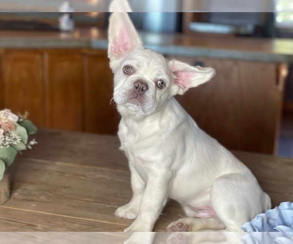 Medium Photo #6 French Bulldog Puppy For Sale in CLOVIS, CA, USA