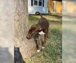 Small Photo #4 Labrador Retriever-Staffordshire Bull Terrier Mix Puppy For Sale in Missouri City, TX, USA