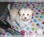 Small Photo #5 Havanese Puppy For Sale in ORO VALLEY, AZ, USA