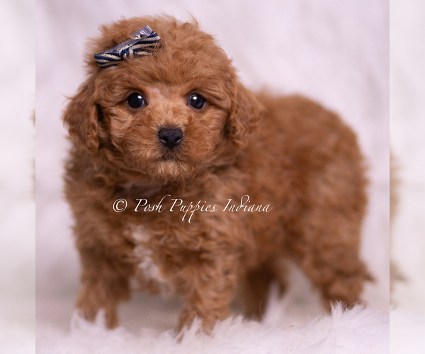 Medium Photo #2 Maltipoo (Toy) Puppy For Sale in WARSAW, IN, USA