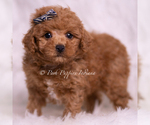 Small #1 Maltipoo (Toy)