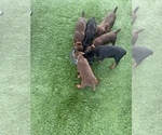 Puppy 3 Doberman Pinscher