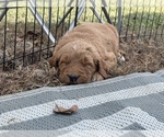 Small Photo #12 Goldendoodle Puppy For Sale in WILLIS, TX, USA