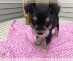 Small Photo #5 Schnauzer (Miniature) Puppy For Sale in GOSHEN, IN, USA